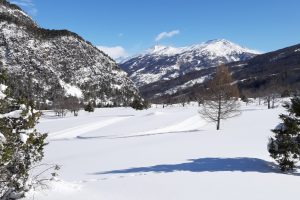 19 gennaio 2025 – Ciaspolata sulle tracce del lupo – Bosco Pian del Colle Melezet – Bardonecchia
